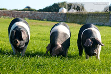 Porc Faixat, elaboración artesana de sobrasada de Menorca