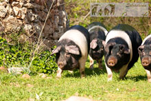 Porc Faixat, elaboración artesana de sobrasada de Menorca