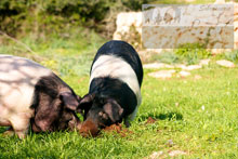 Porc Faixat, elaboración artesana de sobrasada de Menorca