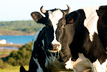 Queso de Menorca J.J. Carreras, vacas menorquinas